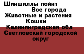 Шиншиллы пойнт ns1133,ny1133. - Все города Животные и растения » Кошки   . Калининградская обл.,Светловский городской округ 